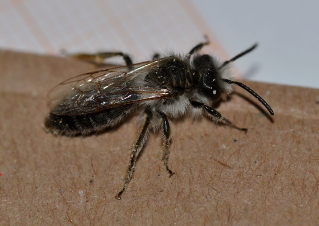 Andrena sp., maschio